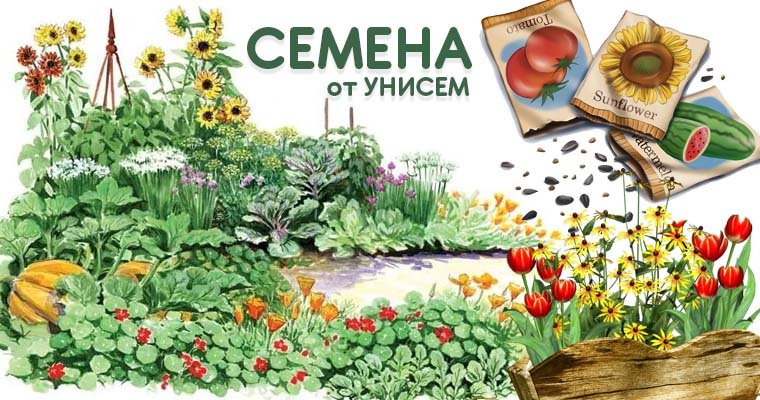  Унисем - Семена 108